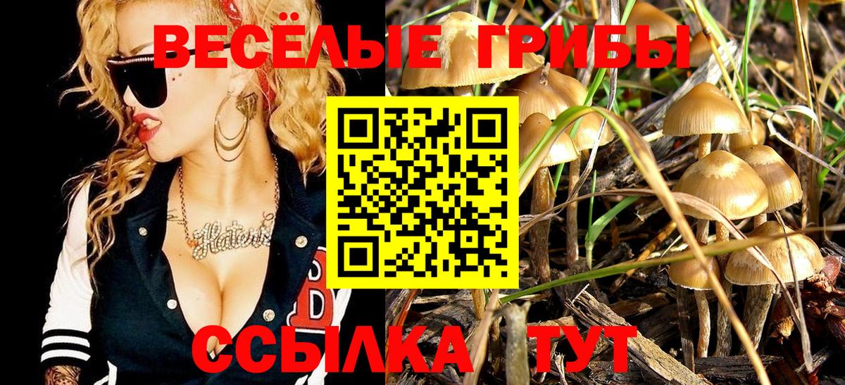 Пугачёв  Псилоцибиновые грибы Cubensis  Вход с VPN 